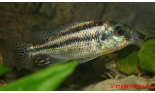 Cheilochromis euchilus
